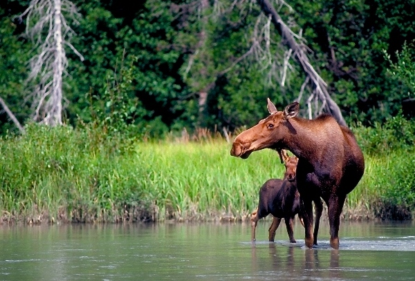 Moose and her calf spotting along the banks of the Chilkat River